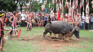 LỄ HỘI ĐÂM TRÂU Ở TÂY NGUYÊN