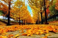 Du Lịch lễ 30/41/5: Tour Hàn Quốc Seoul - Everland 17888000VNĐ (04 ngày 03 đêm) giá rẻ