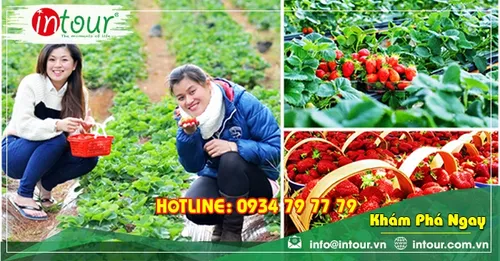 Tour Quảng Nam - Nha trang - Đà Lạt 2.750.000VNĐ (4 ngày 3 đêm) 