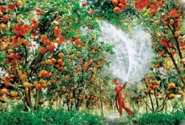 Cảm nhận về du lịch Đồng Tháp