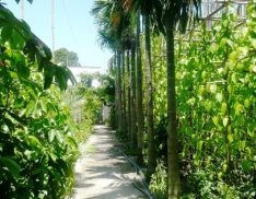 VƯỜN TRẦU BÀ ĐIỂM